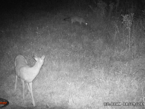 Coyote and whitetail deer