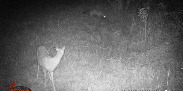 Coyote and whitetail deer