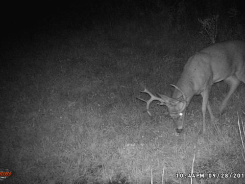 Five Reasons You're Not Seeing Mature Whitetail Bucks 4