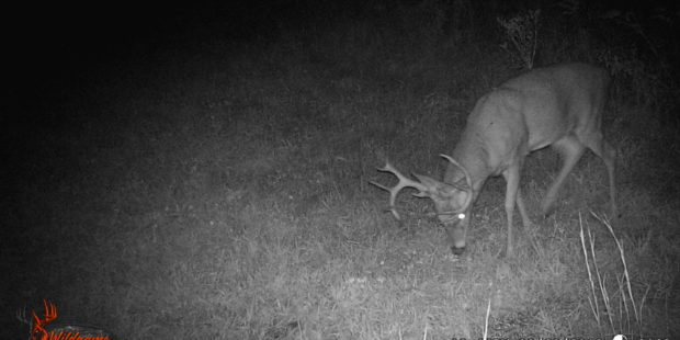 Five Reasons You're Not Seeing Mature Whitetail Bucks 1