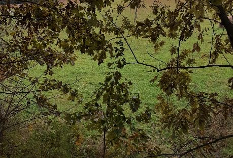 View from tree stand
