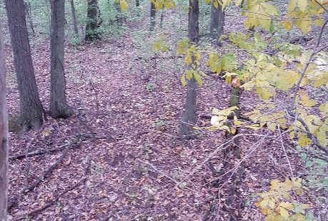 Whitetail Rut-cation wrap up 1