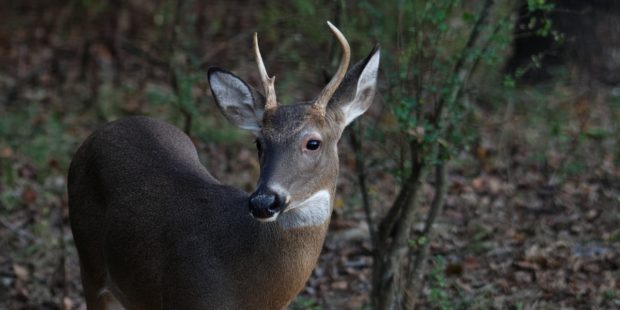 deer whitetail buck
