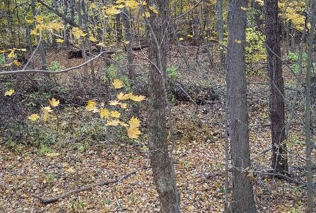 Whitetail Rut-cation Journal 11/7/2018 1