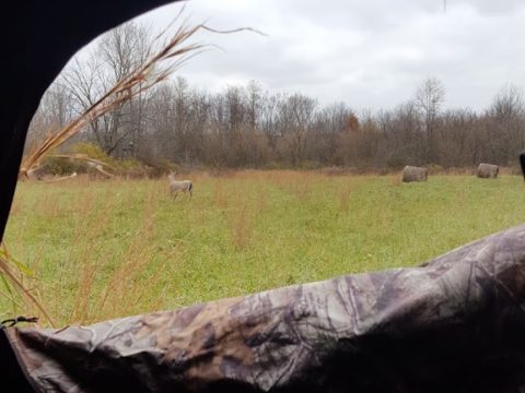 Whitetail Rut-cation Journal 11/10/2018 2