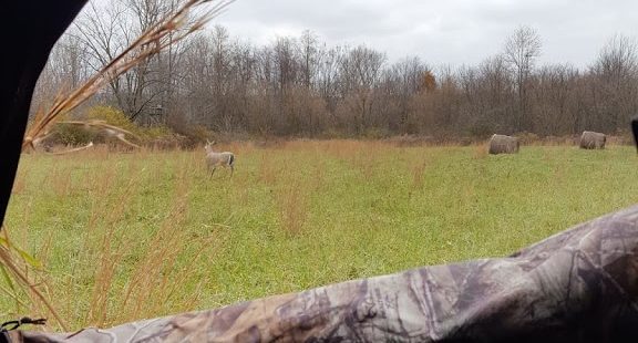 Whitetail Rut-cation Journal 11/10/2018 1