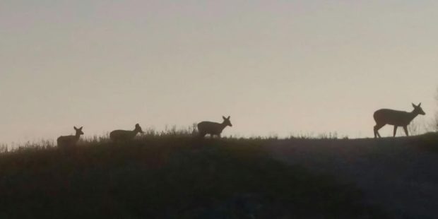 Greens and Grains and More...All About Food For Late Season Whitetail Deer 1