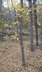 whitetail woods timber view