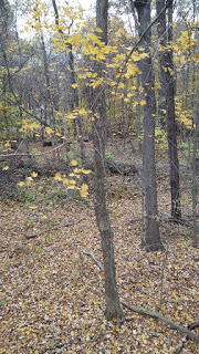 whitetail woods timber view