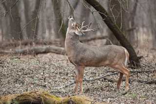 whitetail buck on licking branch