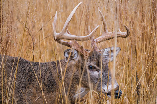 Love Sick? I don't think so! Thoughts on Mature Buck Movement During The Rut! 2