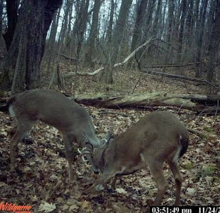 4 Tips To Reduce Summer Trail Camera Intrusion 1