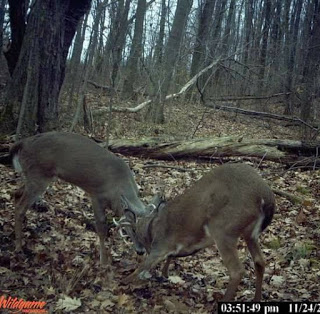 4 Tips To Reduce Summer Trail Camera Intrusion 2